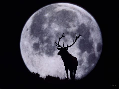 🔥 [50+] Whitetail Deer Screensavers and Wallpapers | WallpaperSafari