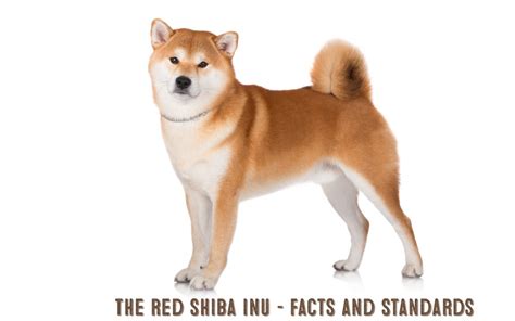 The Red Shiba Inu - My First Shiba Inu