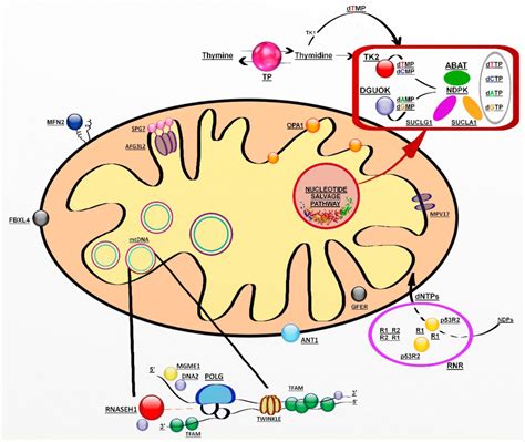 JCM | Free Full-Text | Molecular Genetics Overview of Primary Mitochondrial Myopathies