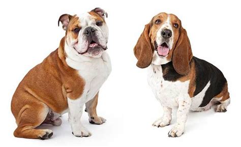 All About The Basset Hound English Bulldog Mix (Bully Basset) With Pictures