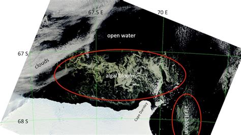 Giant green Antarctic algae visible from space - ABC News