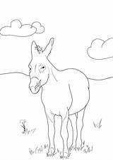Donkey coloring page Coloring Pages Moose Art Animals Black  sketch template