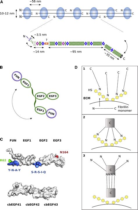 Structure of the Fibrillin-1 N-Terminal Domains Suggests that Heparan ...