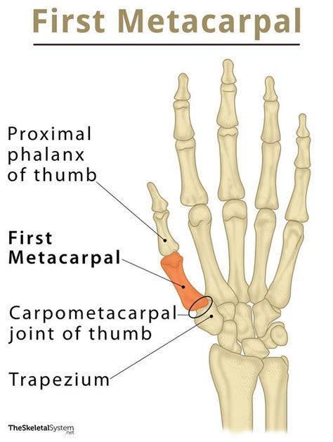 First Metacarpal: Definition, Location Anatomy, Diagram