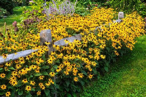 How to Grow and Care for Black-Eyed Susan Flowers | Martha Stewart