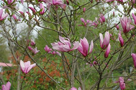 Magnolia liliiflora cv.