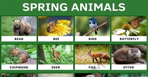 Spring Animals: 25+ Adorable Animals of Spring Season in English • 7ESL