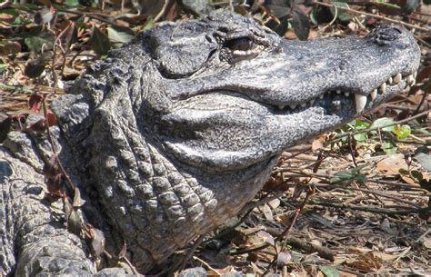 Alligator Free Stock Photo - Public Domain Pictures