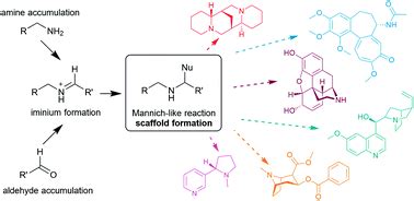 The scaffold-forming steps of plant alkaloid biosynthesis - Natural ...