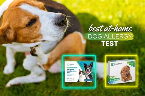 Best At-Home Dog Allergy Test Kits of 2023 - Reviews & Top Picks ...