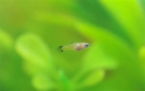 Platy Fish Fry Care: Complete Guide for Beginners - AquariumNexus