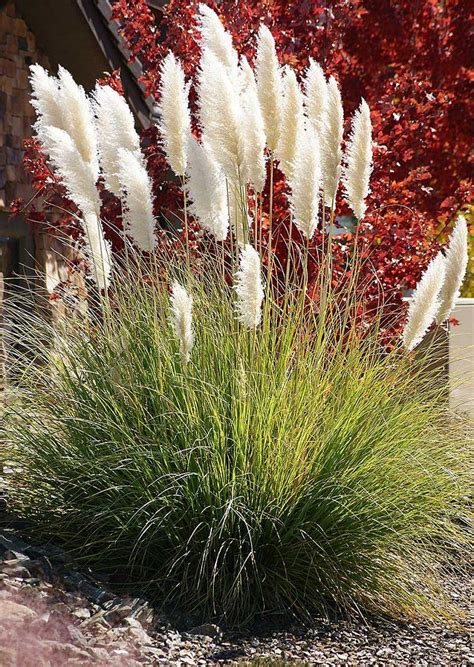 Top 10 Ornamental Grasses for Containers Ornamental Grass Landscape, Ornamental Grasses, Tall ...