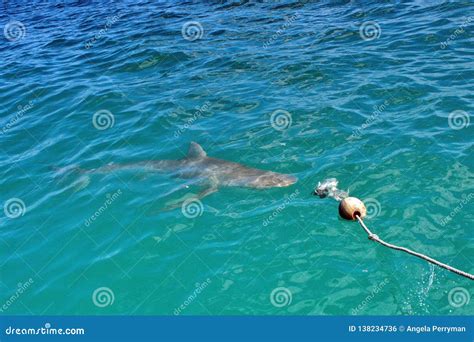 Copper Shark at the Surface Stock Photo - Image of narrowtooth, water: 138234736