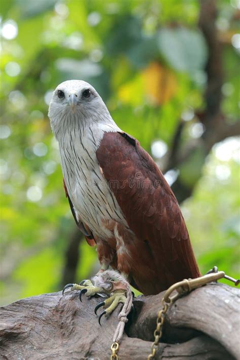 Red Hawk stock photo. Image of avian, talons, ecology - 35218224