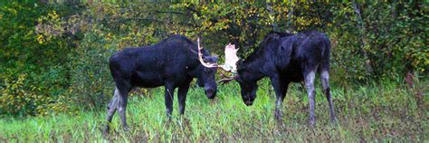 Wildlife viewing - Riding Mountain National Park