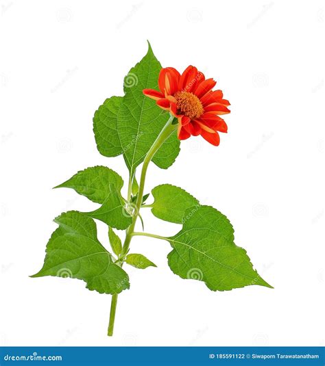 Orange Dahlia on White Background Stock Photo - Image of gift, color ...