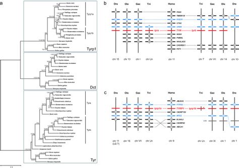 Evolution of the tyrosinase gene family in vertebrates. (a)... | Download Scientific Diagram