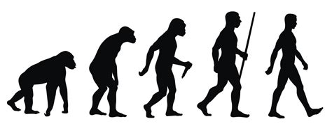 Cual Fue La Evolucion Del Ser Humano - Dinami