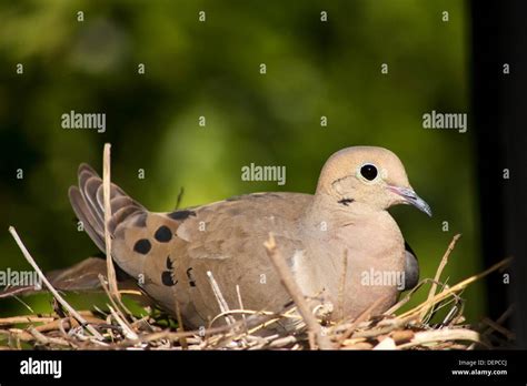 A female mourning dove sits on her nest in Southern California Stock Photo - Alamy