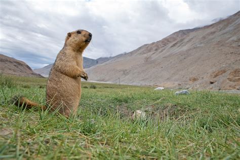 Getting Into a Huddle: The Himalayan Marmot Family | RoundGlass | Sustain