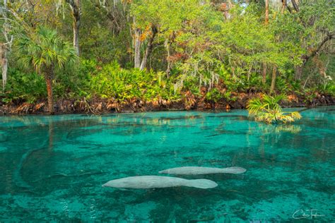 Manatee Mother and Calf | St Johns River, Florida | Collin Taylor ...