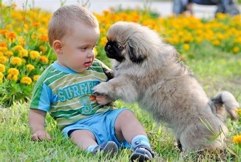 Funny Dog Videos For Kids - Laughter With Dogs