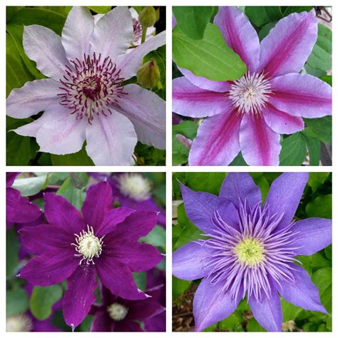 Give Your Garden a Lift with Clematis - Longfield Gardens