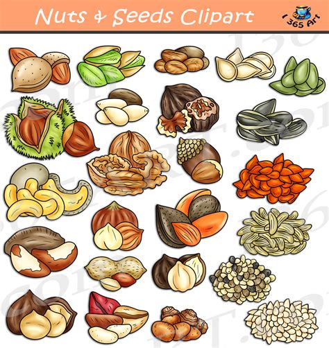 Nuts And Seeds Clipart Set Download - Clipart 4 School