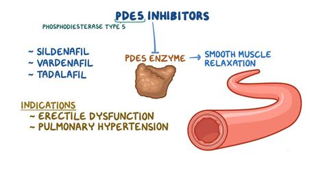 Phosphodiesterase Inhibitors: What Are They, How Do They Work, What Are ...