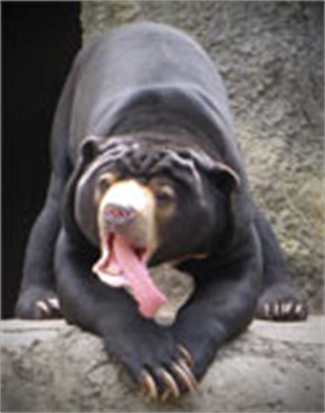 Sun Bear Diet|Sun Bear Facts|Bears Information - Animal Facts - Animals ...