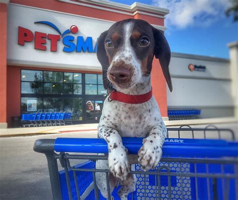 Petsmart East Madison