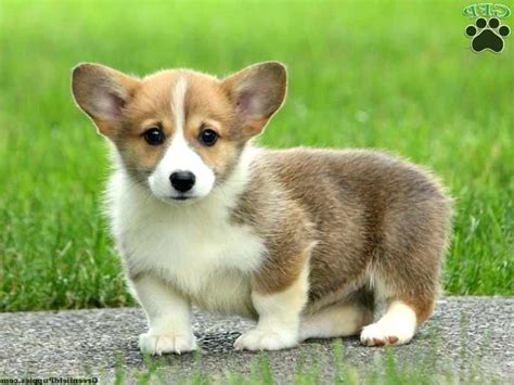 Corgi Puppies For Sale Northern California