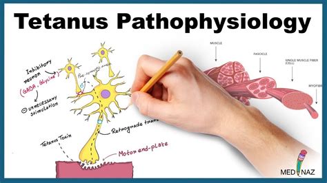 Tetanus Pathophysiology (Mechanism of Action) - YouTube