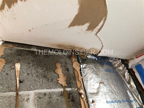 How To Get Rid Of Mold From Basement (DIY Removal Steps) - The Mold Insider