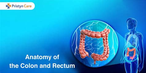 [Aktualisieren] Anatomy of the Colon and Rectum | colon rectal care ...