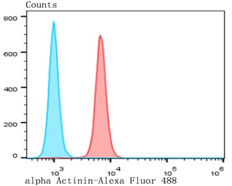 alpha Actinin 1 Antibody (PA5-109306)