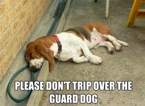 12 Best Basset Hound Memes of All Time