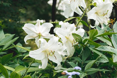 How to Grow and Care for Easter Lily