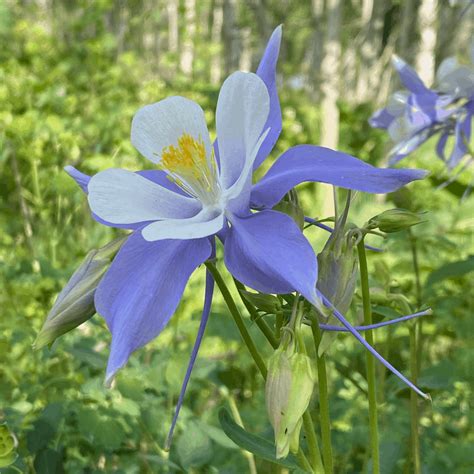 Rocky Mountain Columbine – Colorado State Flower ~ Vic's Tree Service