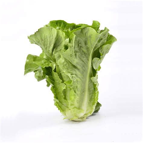 Export Cos Lettuce- Partfruit