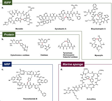 Cyclic peptide natural products and proteins with His-containing ...