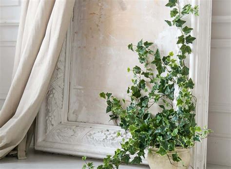 Caring for English ivy | Hedera helix - Houseplant Central