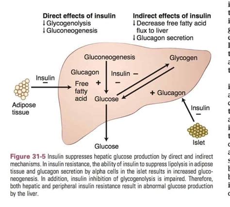 effect of insulin on liver - The Low Carb Healthy Fat Dietitian