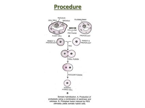 somatic hybridization