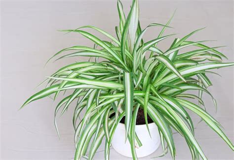 Spider Plants: A Growing & Care Guide | Garden Design