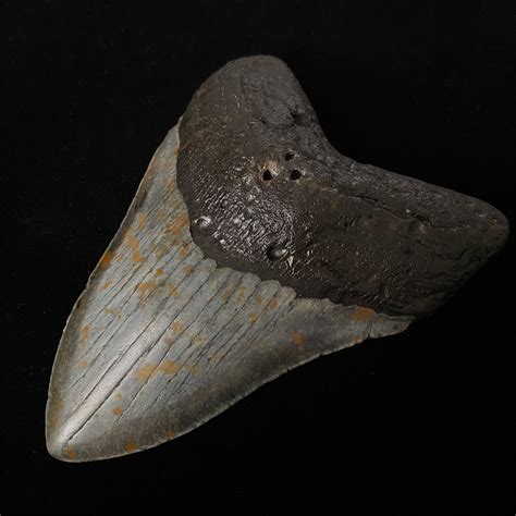 5.63" Megalodon Shark Tooth Fossil - The Fossil Exchange - Touch of Modern