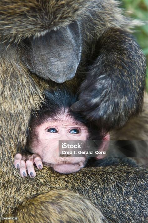 The Olive Baboon Also Called The Anubis Baboon Is A Member Of The ...