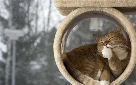 Cute Winter Cats Wallpapers - Wallpaper Cave