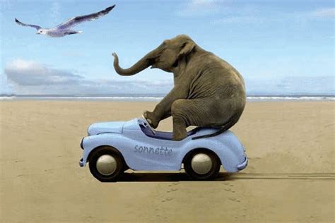 Elephant Dancing Gif