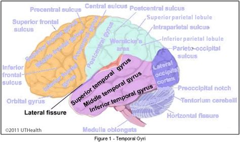 Temporal Lobe and Pathology